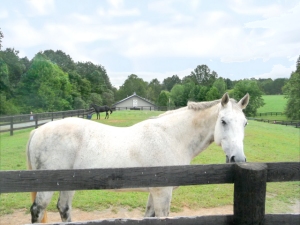 Horse Farms in Virginia
