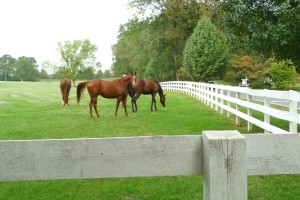 Keswick Horses