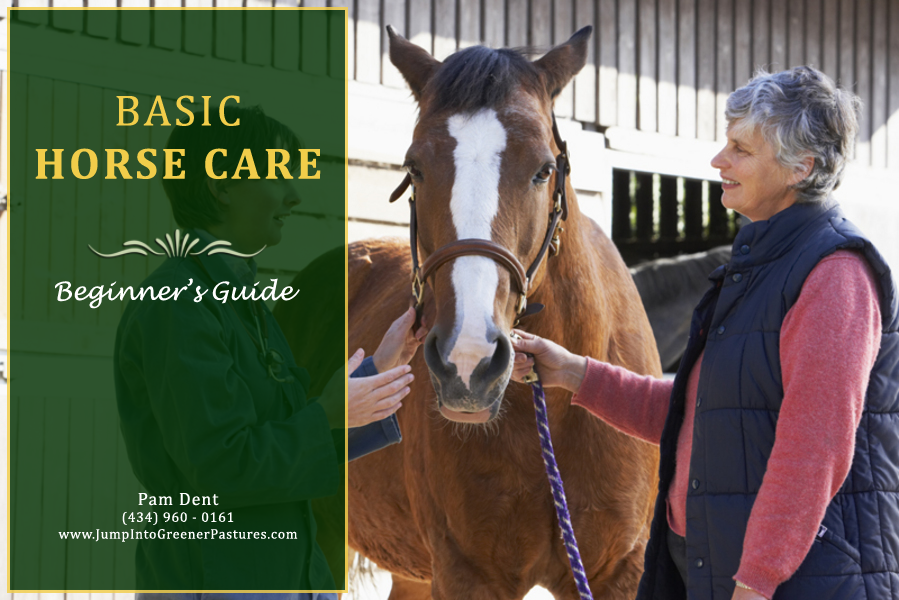 Beginner’s Guide to Basic Horse Care - Charlottesville Horse Farms Tips