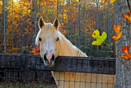 Madison County VA Horse