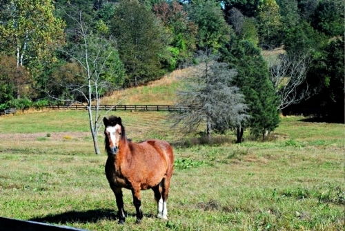 Pasture and Pony