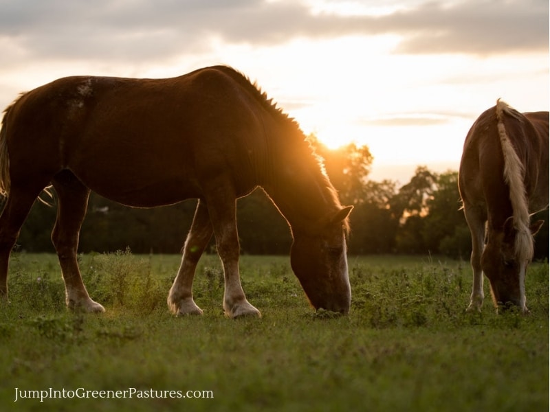 Equestrian Properties for Sale in Charlottesville VA