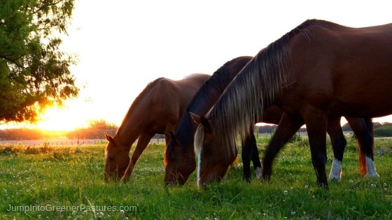 Horse farms for sale in Charlottesville VA