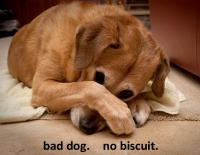 Bad Dog No Biscuit