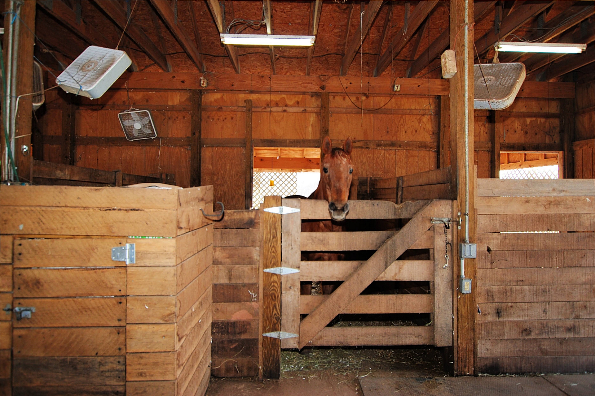Horse in Stable