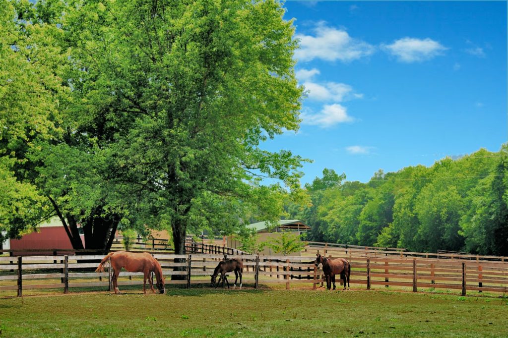 Equestrian property and horses